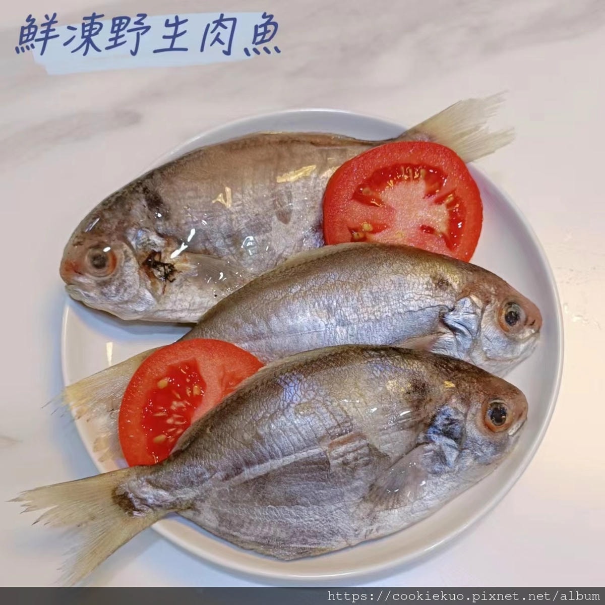 20251027-3pup8 20251027-3pup8